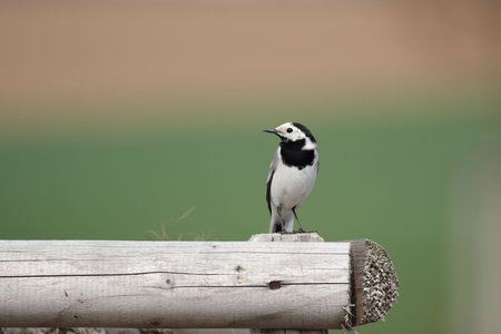 White Wagtail (Motacilla alba) sitting on a wooden fence.の写真素材