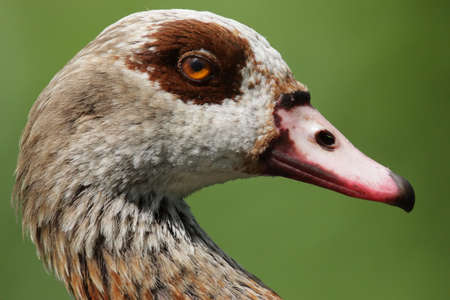 Portrait of a Egyptian Goose (Alopochen aegyptiacus).の写真素材