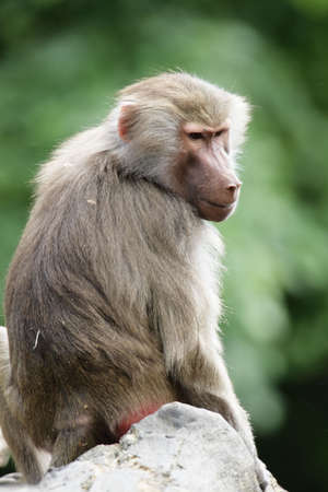Hamadryas Baboon (Papio hamadryas) sitting on a rock.の写真素材