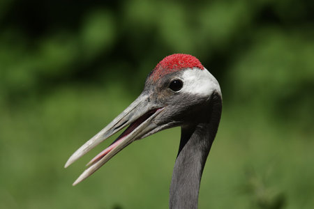 Portrait of a Red-crowned Crane (Grus japonensis) with beak wide open.の写真素材