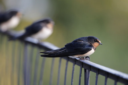 Barn Swallows (Hirundo rustica) sitting on a railing.