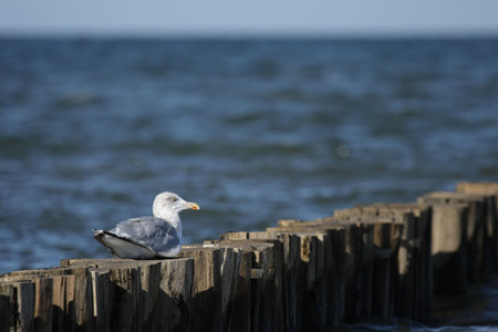 A Herring Gull (Larus argentatus) sitting on a wooden jetty at the beach of the Baltic Sea.の写真素材