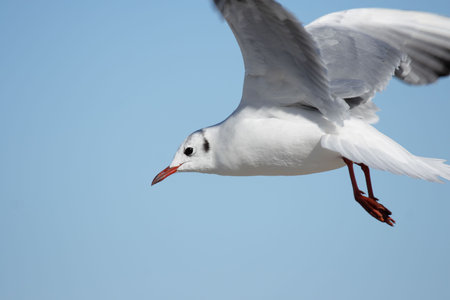 Black-headed Gull (Larus ridibundus) in flight.