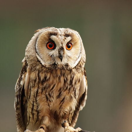 Long-eared Owl (Asio otus) sitting on a fence.の写真素材