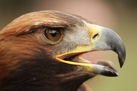 Portrait of a Golden Eagle (Aquila chrysaetos).
