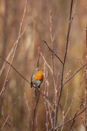 European robin (Erithacus rubecula) singing on a bush.