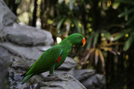 Eclectus Parrot  (Eclectus roratus) sitting on a rock in Australia.の写真素材