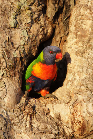 Rainbow Lorikeet (Trichoglossus haematodus) sitting at his nesting hole in a tree trunk on Bribie Island, Queensland, Australia.の写真素材