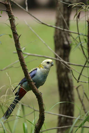 Pale-headed Rosella (Platycercus adscitus) sitting in a bush in Queensland, Australia.の写真素材