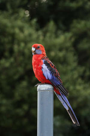 Crimson Rosella (Platycercus elegans) in the Lamington National Park, Queensland, Australia.の写真素材