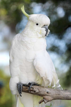 Sulphur-crested Cockatoo (Cacatua galerita) in Australia.の写真素材