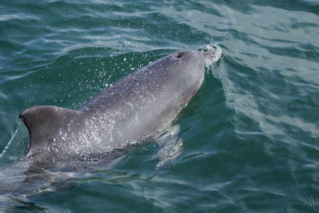 Chinese white dolphin (Sousa chinensis) swimming in the sea in Australiaの写真素材
