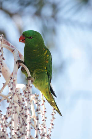 Scaly-breasted Lorikeet (Trichoglossus chlorolepidotus) sitting on a tree and feeding in Australiaの写真素材