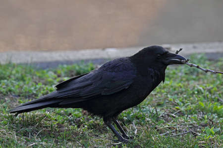 Carrion Crow (Corvus corone) with a twig in the beak.の写真素材
