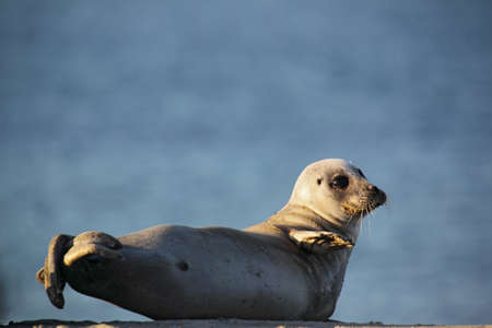 Harbor Seal (Phoca vitulina) lying on the beach of Heligoland.の写真素材