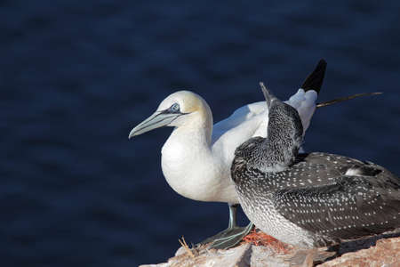 Northern Gannet (Morus bassanus) with young bird sitting on a rock on Heligoland.の写真素材