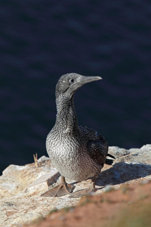 Juvenile Northern Gannet (Morus bassanus) sitting on a cliff on Heligoland.