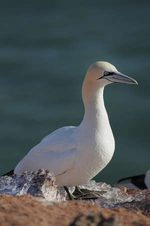 Northern Gannet (Morus bassanus) on a cliff on Heligoland.の写真素材