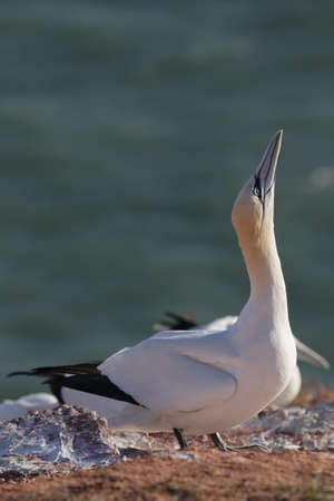 Northern Gannet (Morus bassanus) on a cliff on Heligoland.の写真素材