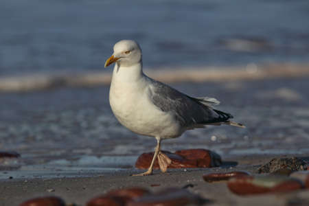 Herring Gull (Larus argentatus) on the beach of Heligoland.の写真素材