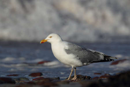 Herring Gull (Larus argentatus) on the beach of Heligoland.の写真素材