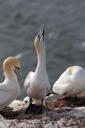 Northern Gannets (Morus bassanus) on Heligoland.の写真素材