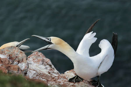 Two Northern Gannets (Morus bassanus) in a territorial fight on Heligoland.の写真素材