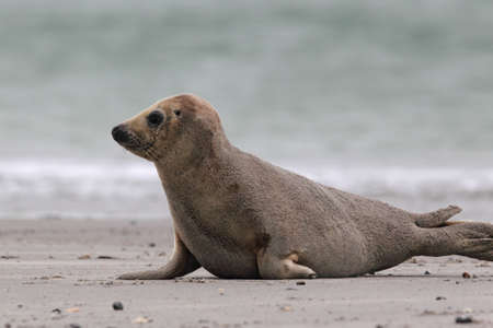Grey Seal (Halichoerus grypus) on the beach on Heligoland.の写真素材