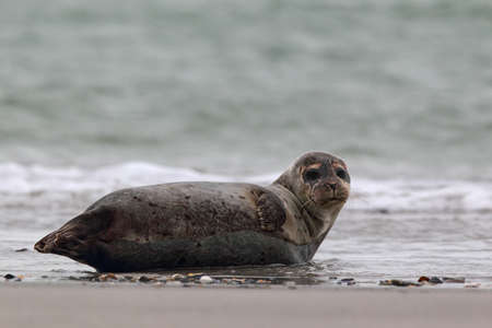 Harbor Seal (Phoca vitulina) on the beach of Heligoland.の写真素材