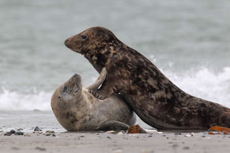 Grey Seals (Halichoerus grypus) on the beach on Heligoland.の写真素材
