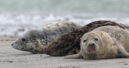 Grey Seals (Halichoerus grypus) on the beach on Heligoland.の写真素材