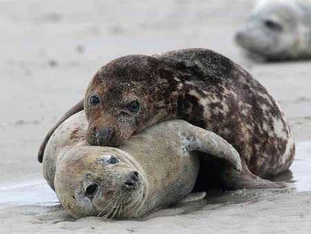 Grey Seals (Halichoerus grypus) on the beach on Heligoland.の写真素材