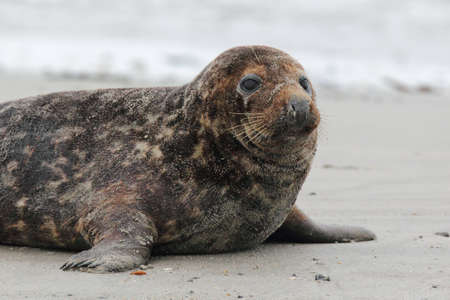 Grey Seal (Halichoerus grypus) on the beach on Heligoland.の写真素材