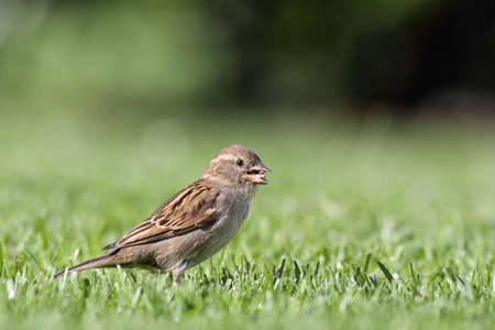 Female House Sparrow (Passer domesticus) searching for food on a lawn.の写真素材