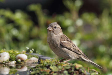 Female House Sparrow (Passer domesticus) drinking at a bird bath.の写真素材