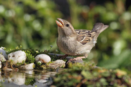 Female House Sparrow (Passer domesticus) drinking at a bird bath.の写真素材