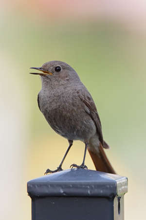 Female Black Redstart (Phoenicurus ochruros) sitting on a fence.の写真素材