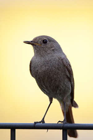 Female Black Redstart (Phoenicurus ochruros) sitting on a fence.の写真素材