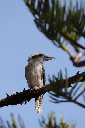 Laughing Kookaburra (Dacelo novaeguineae) sitting in a tree in Queensland, Australia.の写真素材