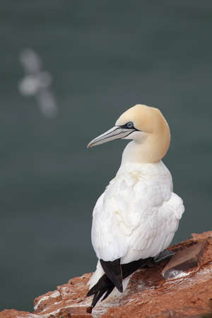 Northern Gannet (Morus bassanus) on Heligoland.の写真素材