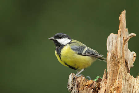 Great Tit (Parus major) sitting on a tree stump.の写真素材