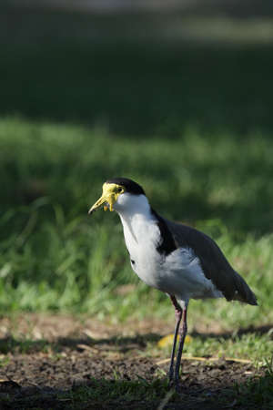 Masked Lapwing (Vanellus miles) on a lawn in Queensland, Australia.の写真素材