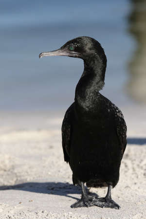 Little Black Cormorant (Phalacrocorax sulcirostris) on the beach in Queensland, Australia.の写真素材