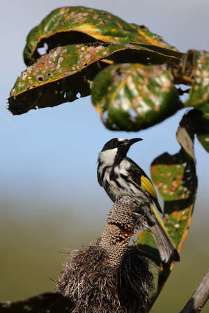 White-cheeked Honeyeater (Phylidonyris niger) sitting in a bush on Fraser Island, Queensland, Australia.の写真素材