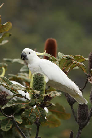 Sulphur-crested Cockatoo (Cacatua galerita) sittting on a bush on Fraser Island, Queensland, Australia.の写真素材