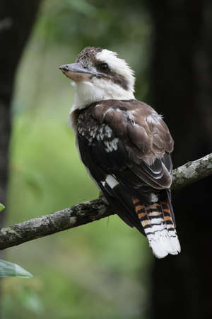 Laughing Kookaburra (Dacelo novaeguineae) sitting in a tree in Queensland, Australia.の写真素材