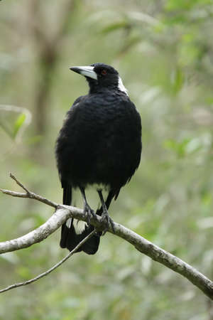 Australian Magpie (Cracticus tibicen) sitting on a branch in Queensland, Australia.の写真素材