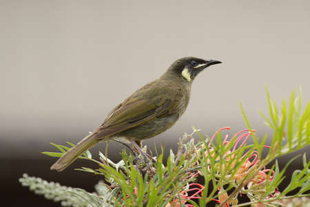 Lewin's Honeyeater (Meliphaga lewinii) in the Lamington National Park, Queensland, Australia.の写真素材