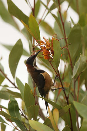 Eastern Spinebill (Acanthorhynchus tenuirostris) sitting in a bush in the Lamington National Park, Queensland, Australia.の写真素材