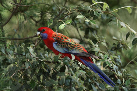 Crimson Rosella (Platycercus elegans) in a bush in the Blue Mountains, Australia.の写真素材